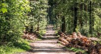 Bulgaristan ormanlarının doğal tedavisi