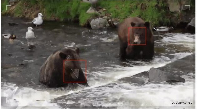 Yüz tanıma teknolojisi ayılara uyarlandı